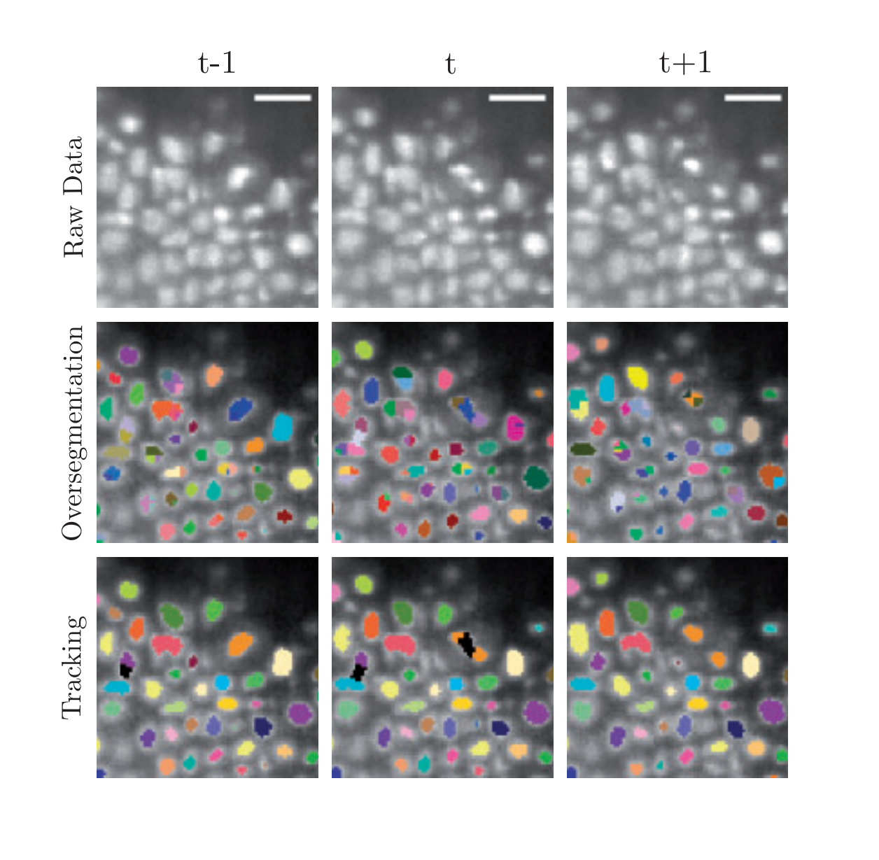 Graphical model for joint segmentation and tracking of multiple dividing cells