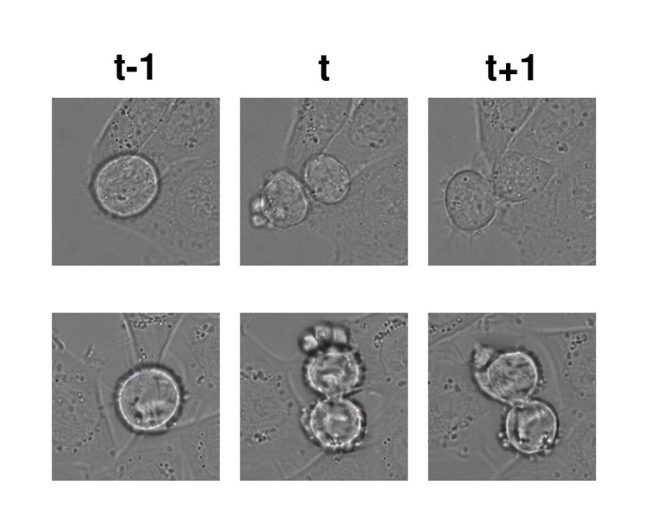 SynCellFactory: Generative Data Augmentation for Cell Tracking